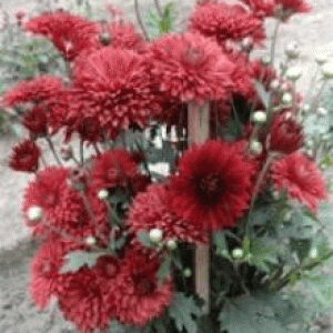 বারি চন্দ্রমল্লিকা-৪