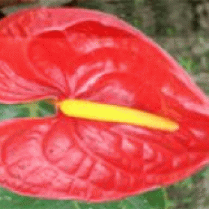 বারি এ্যানথুরিয়াম-১