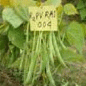 বারি ঝাড়শিম ৩