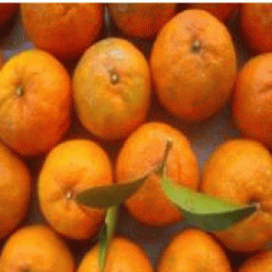 বারি কমলা-২