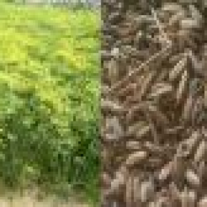 বারি মৌরি-১