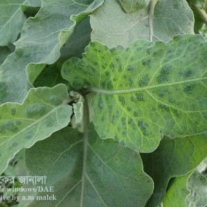 বেগুনের ভাইরাসজনিত মোজাইক রোগ