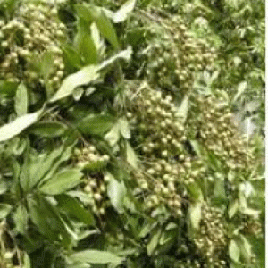 বারি আঁশফল-২