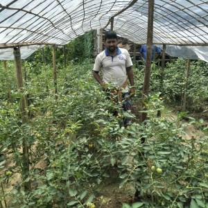 গ্রীষ্মকালীন টমেটো